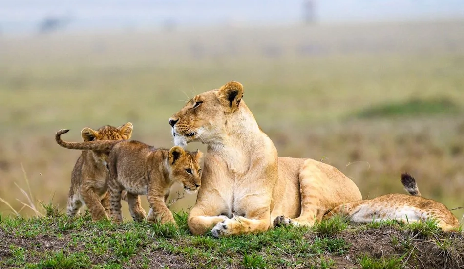 10 Days Combined Kenya And Tanzania Lodge & Budget Safari