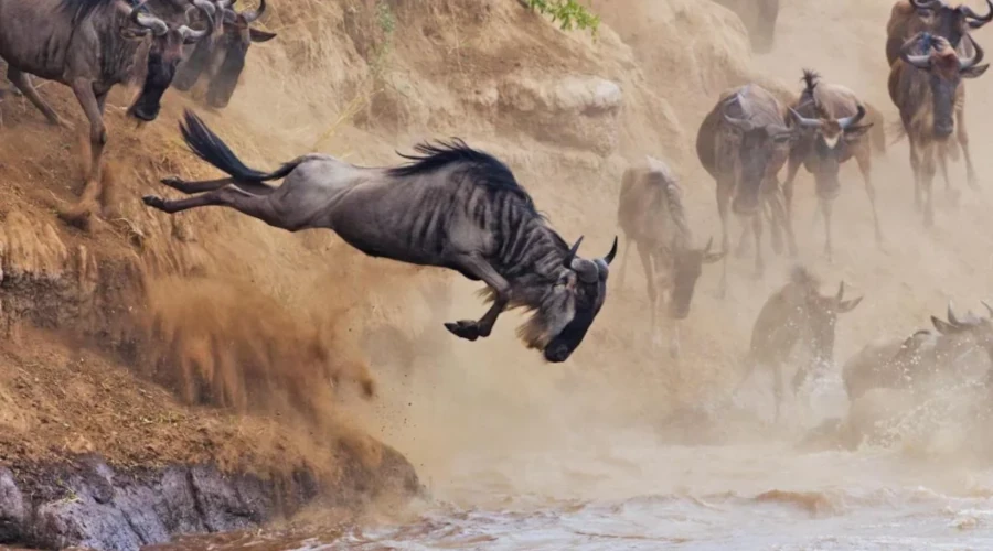 8 Days, 7 Nights Masai Mara , Serengeti, Ngorongoro, L.Manyara, Kenya And Tanzania Safari