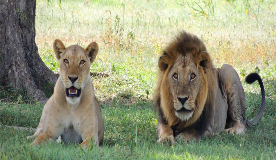 3 Days Amboseli Flying Safari 1 3 Days Amboseli Flying Safari 1