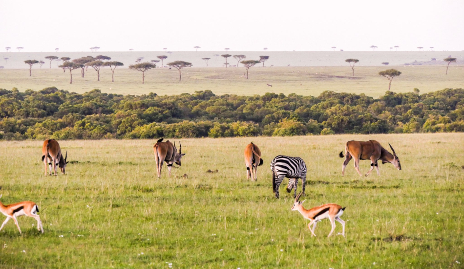 3 Days Masai Mara Flying Safari 1