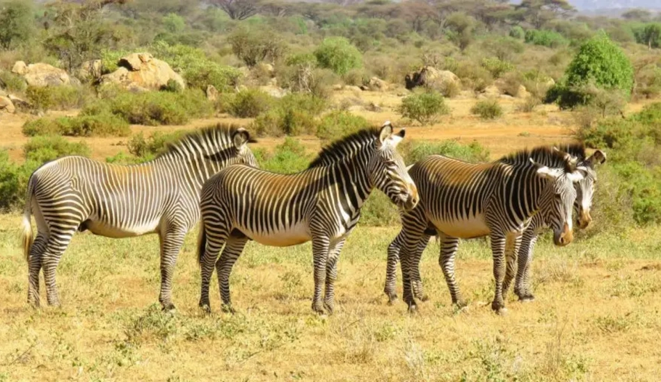 3 Days Samburu Safari