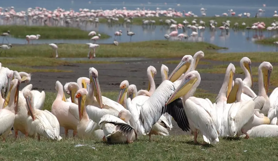 4 Days Masai Mara & Lake Nakuru