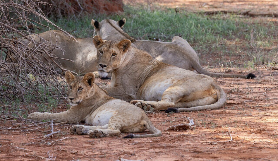 5 Days Kenya Flying Safari 1
