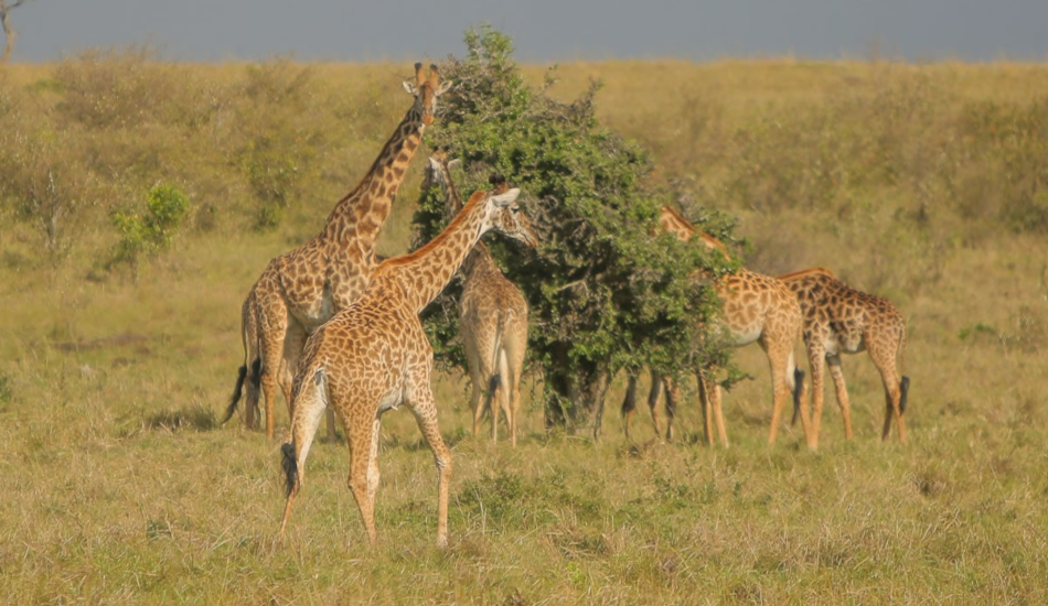 8 Days Amboseli, Aberdares, Ol Pejeta, Lake Nakuru & Masai Mara Safari